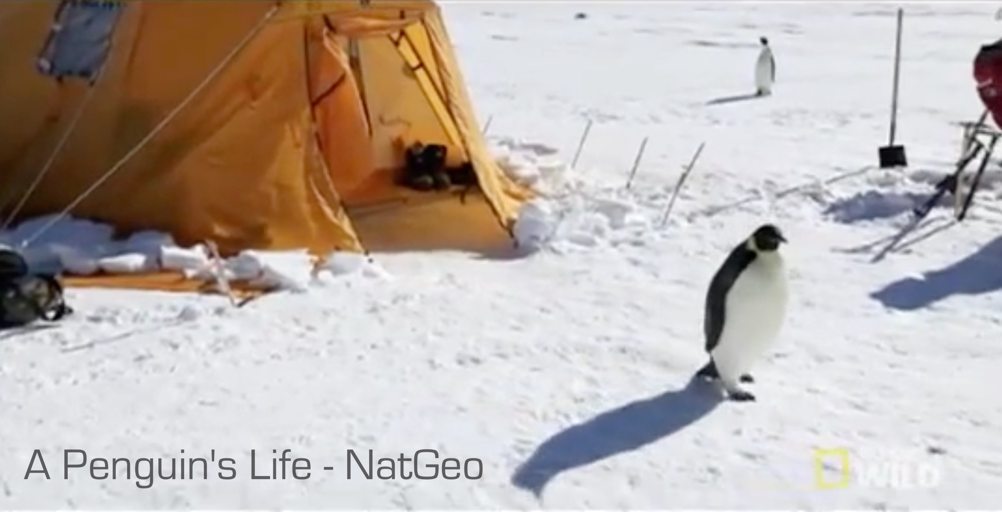 A Penguin's Life NatGeo